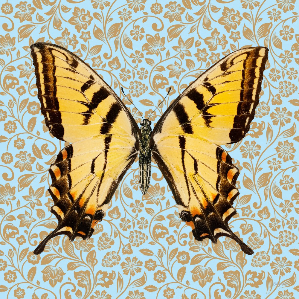 Butterfly #5