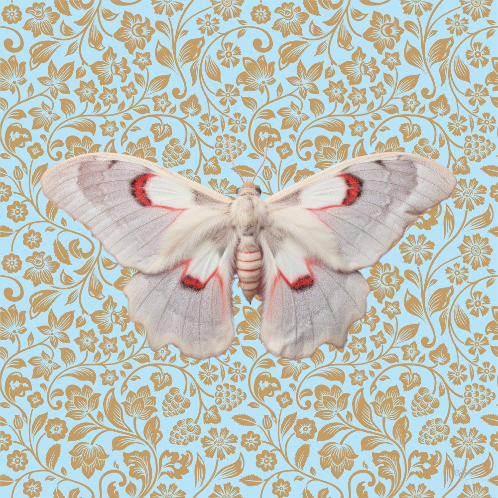Butterfly #12