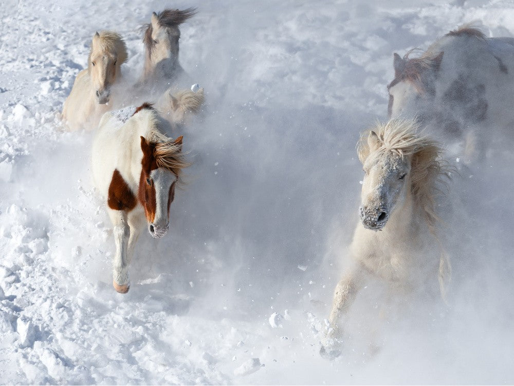 马踏飞雪 Horse treading on flying snow