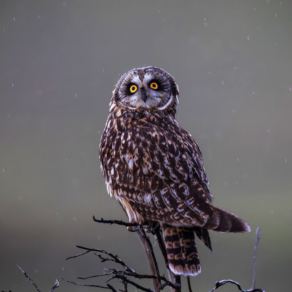short-eared owl