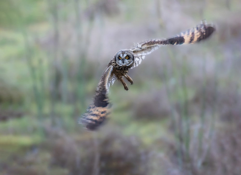 short-eared owl