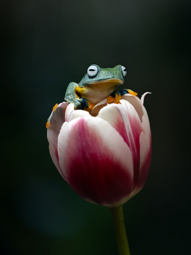 Cute Flying Frog