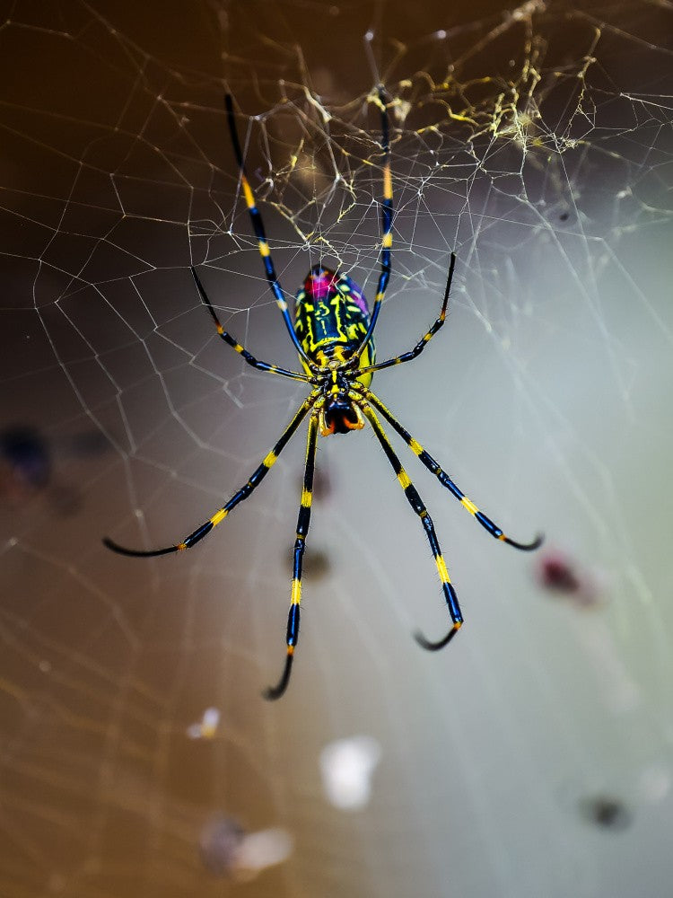 Spider
