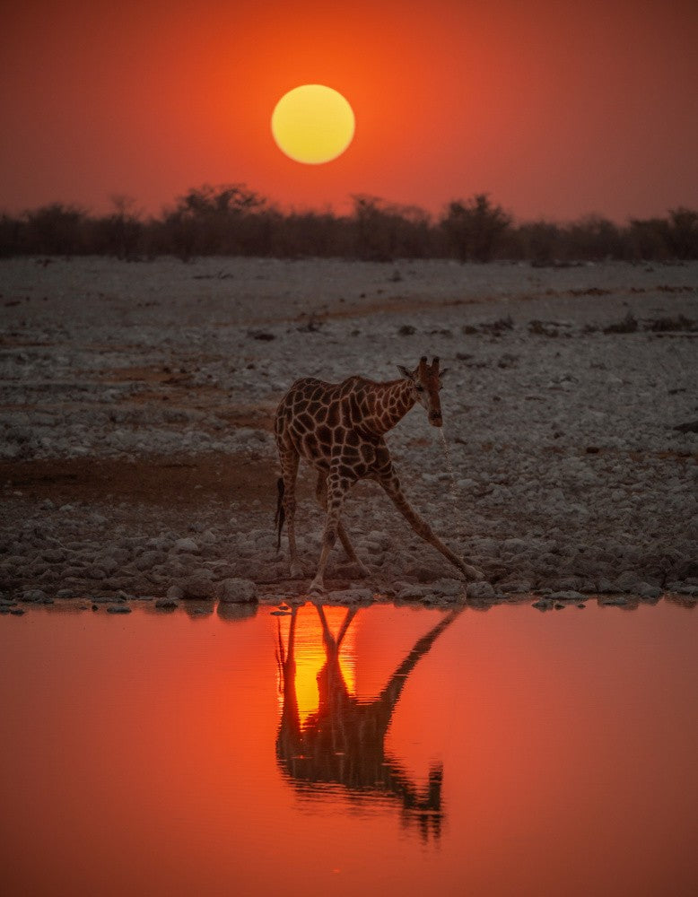 thirsty giraffe