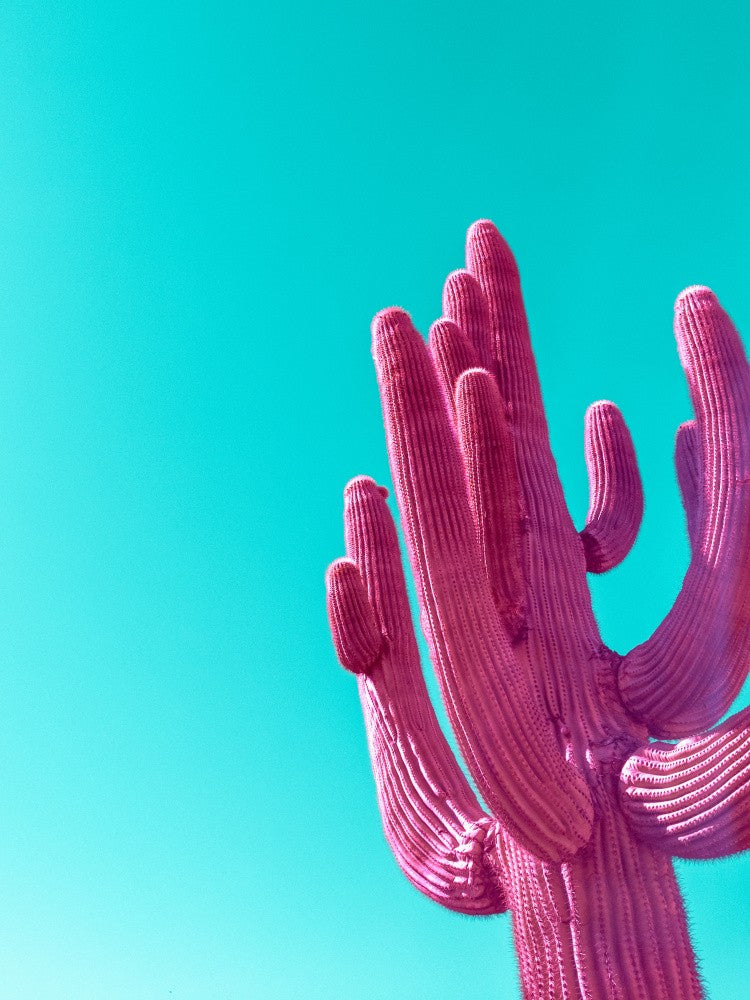 Magenta-Pink Saguaro