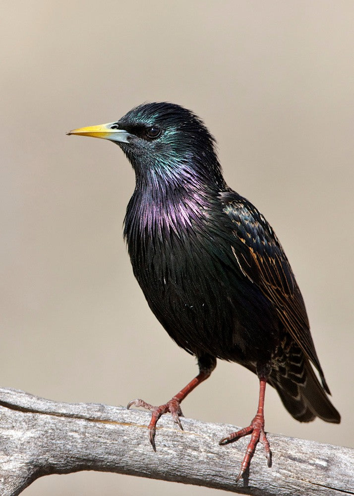 European Starling
