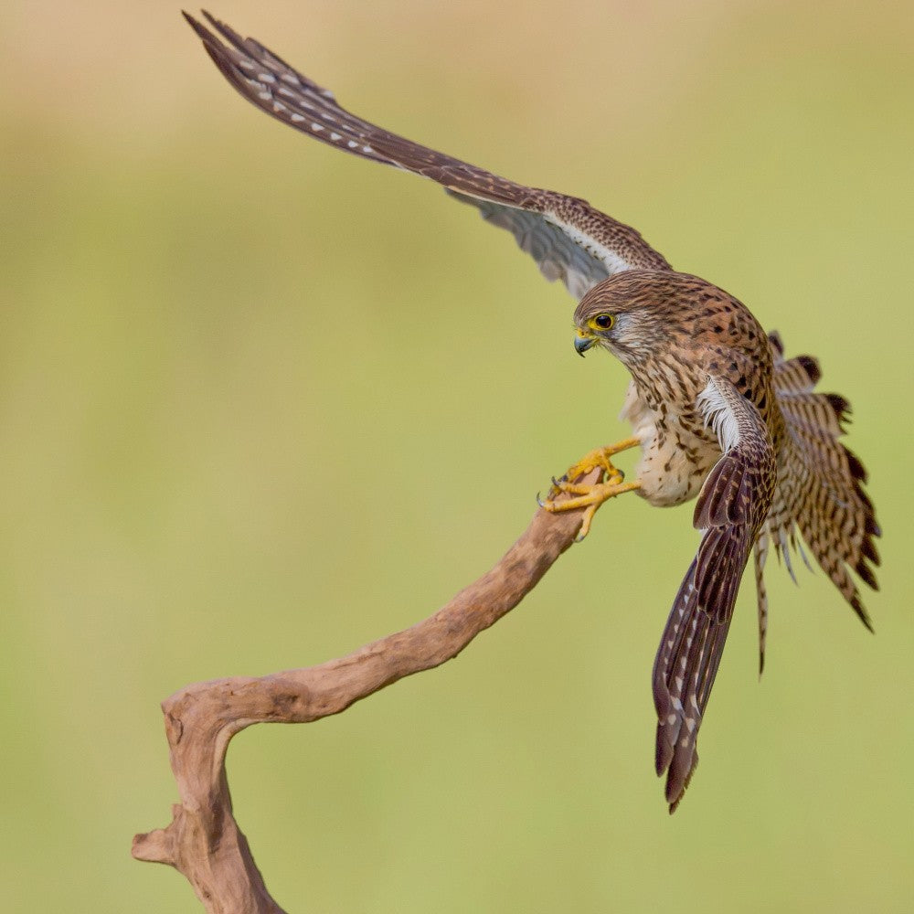 Common kestrel