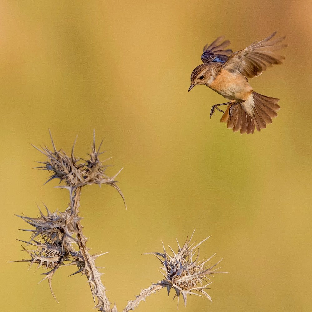 Whinchat
