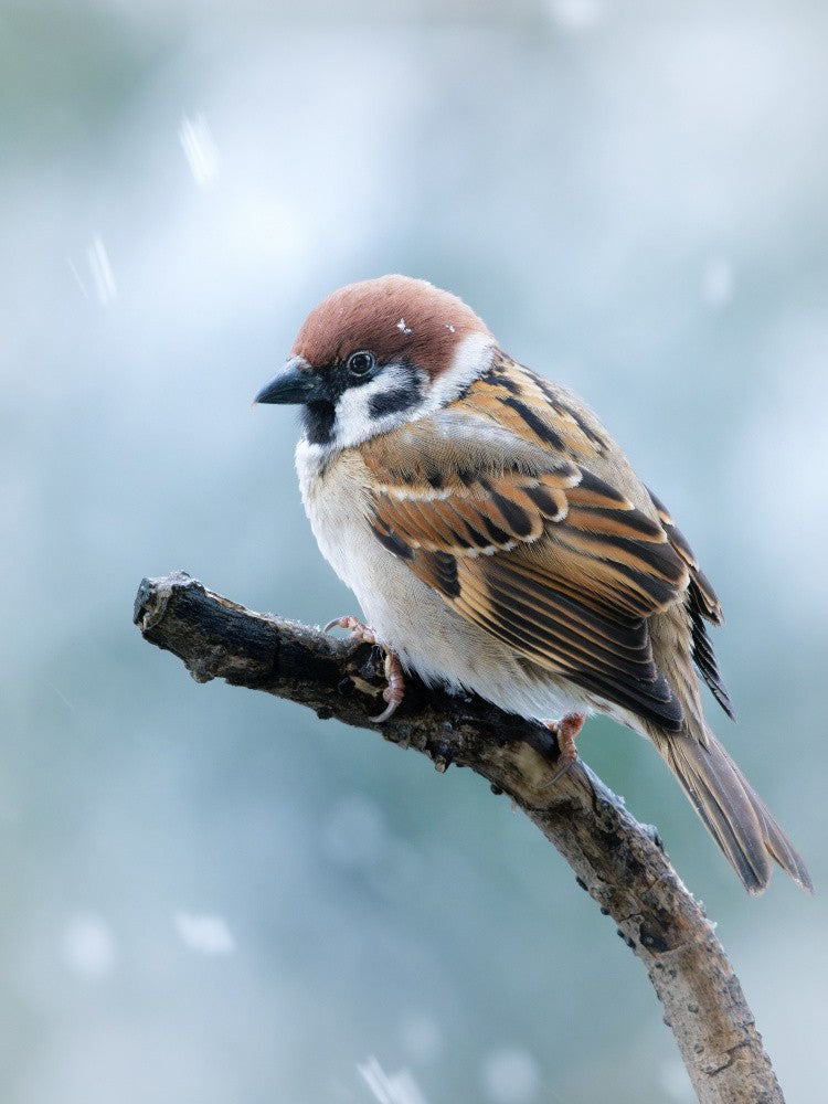Spatz im Schnee