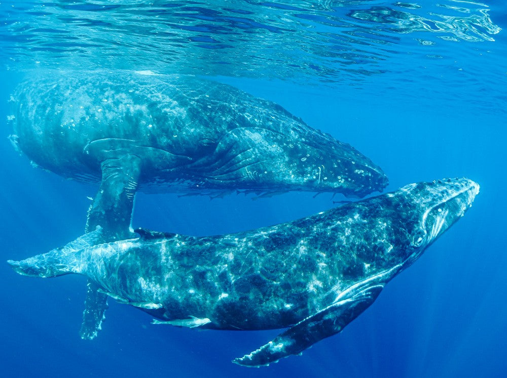 Together Over Yonder