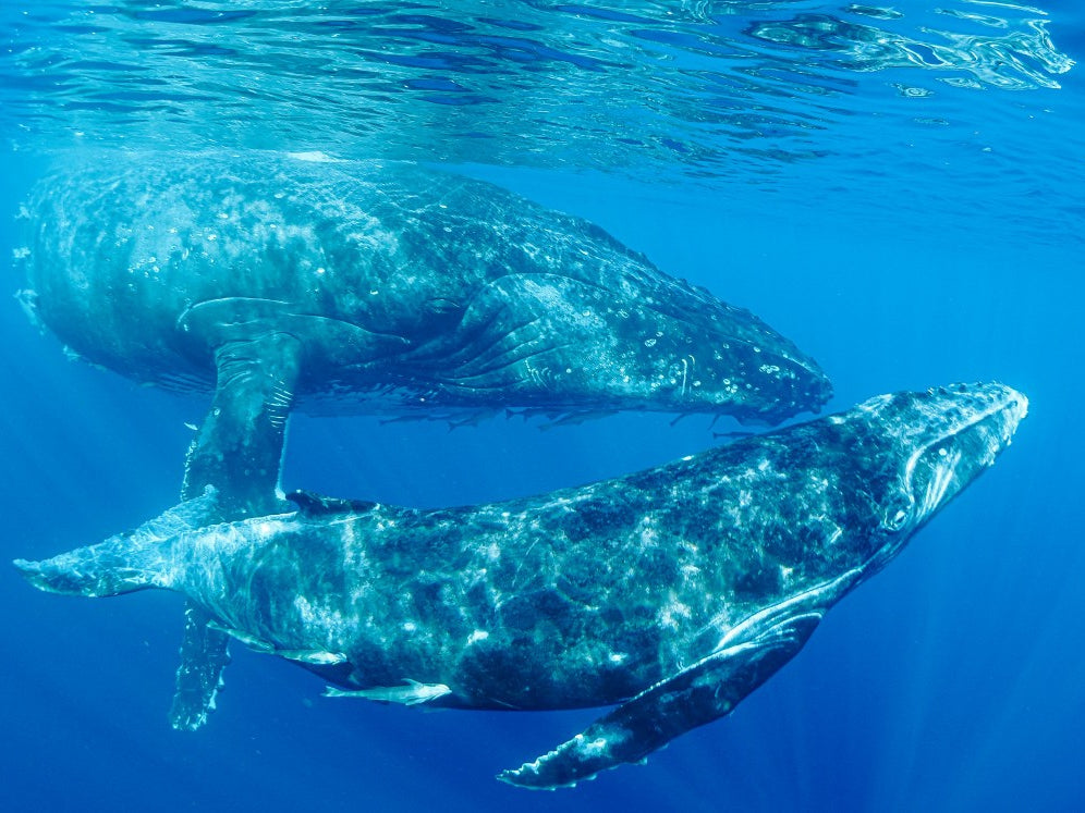 Together Over Yonder