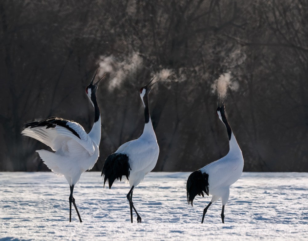 An exhaled crane
