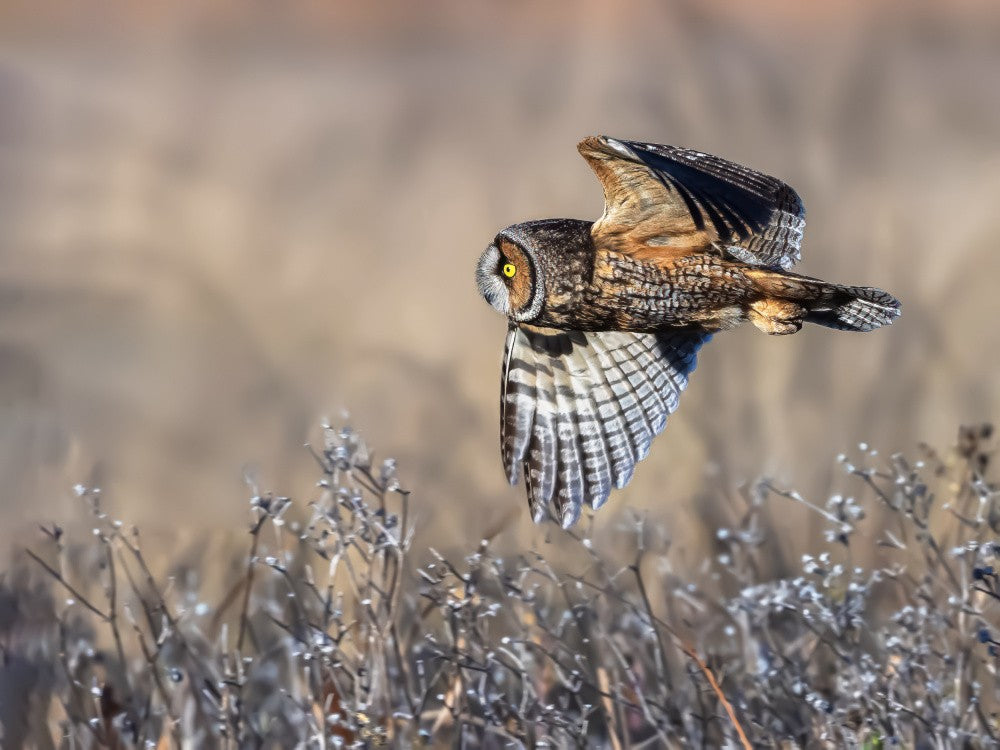 Long-eared owl