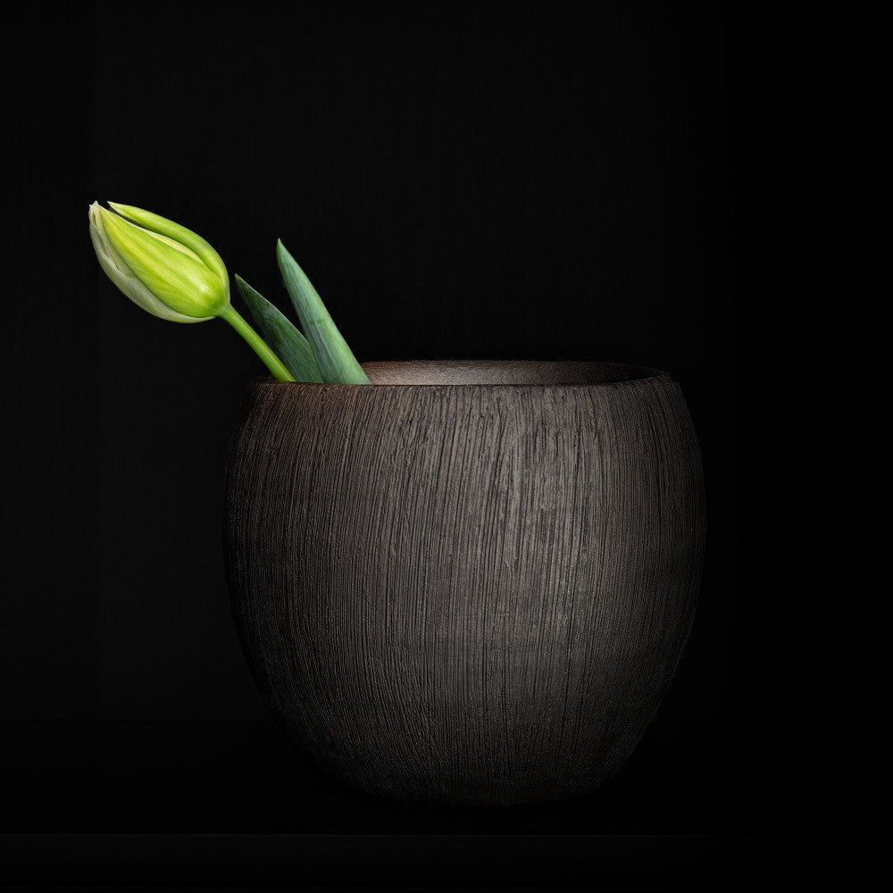 Tulip Yellow