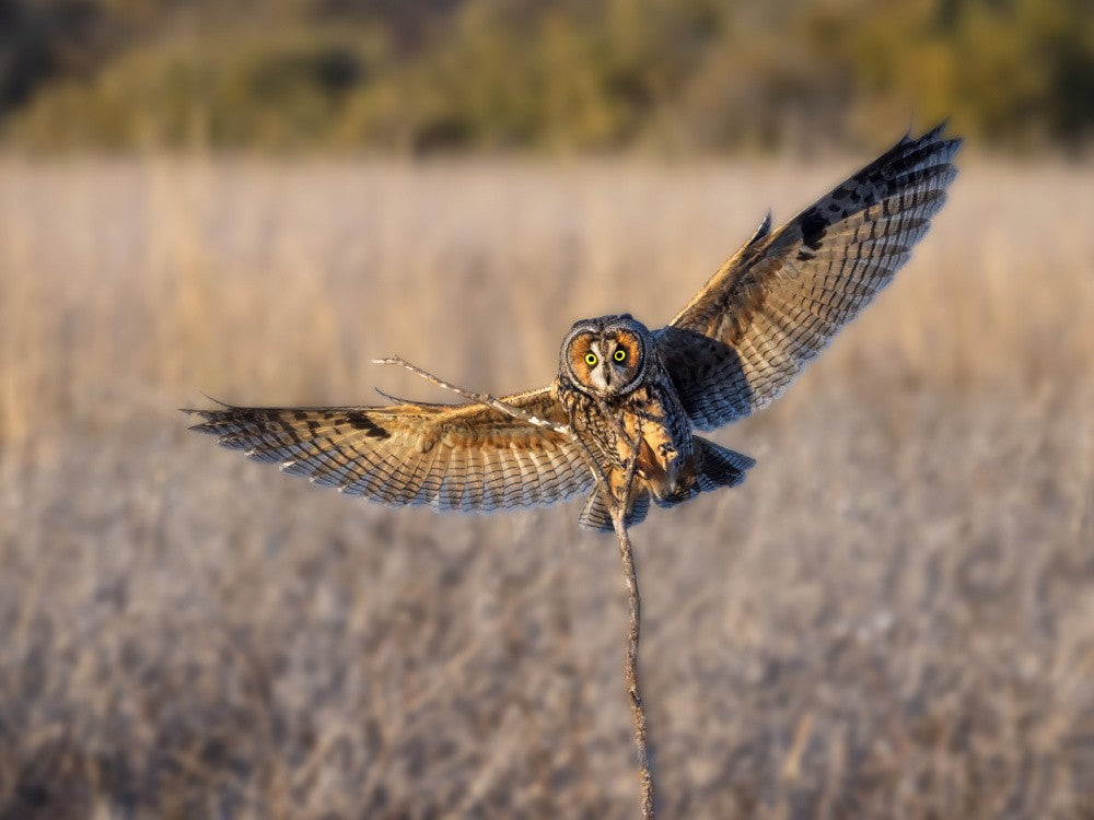 Long-eared owl
