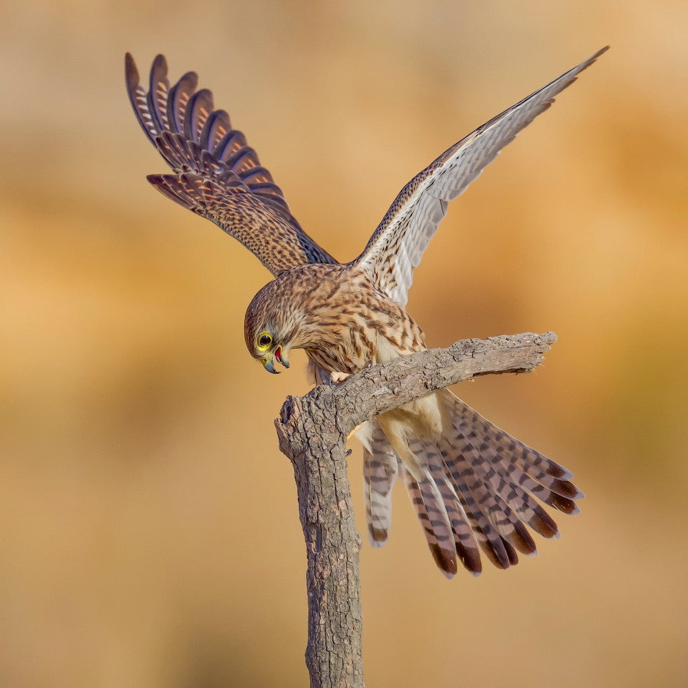 Common kestre