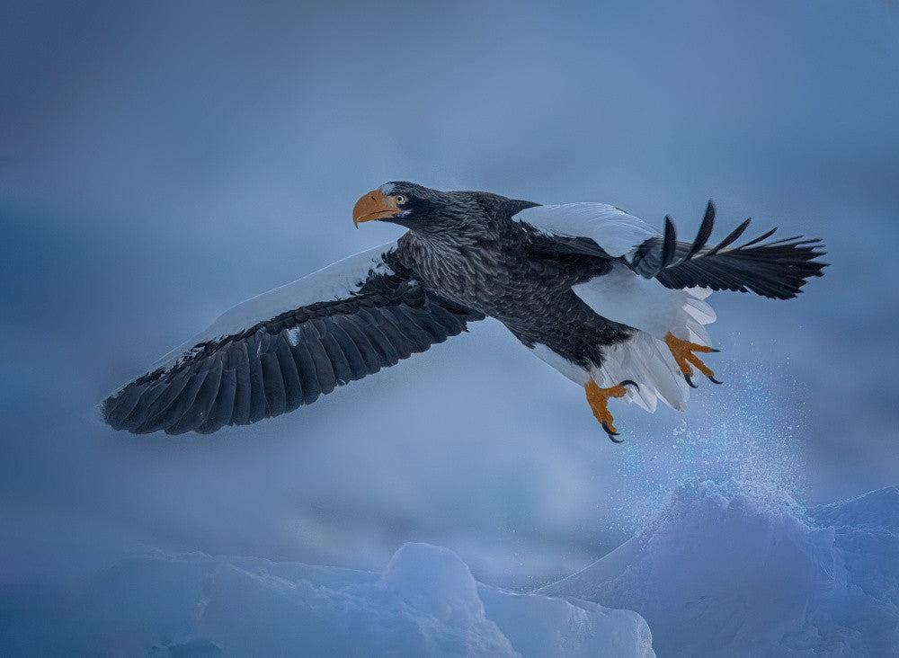 Spreads its wings