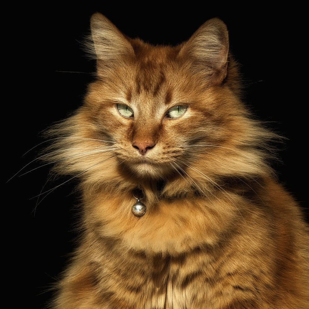 Majestic