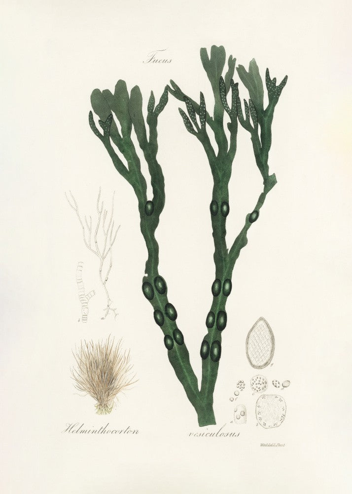 Bladder Wrack (fucus Vesiculosus)  Medical Botany