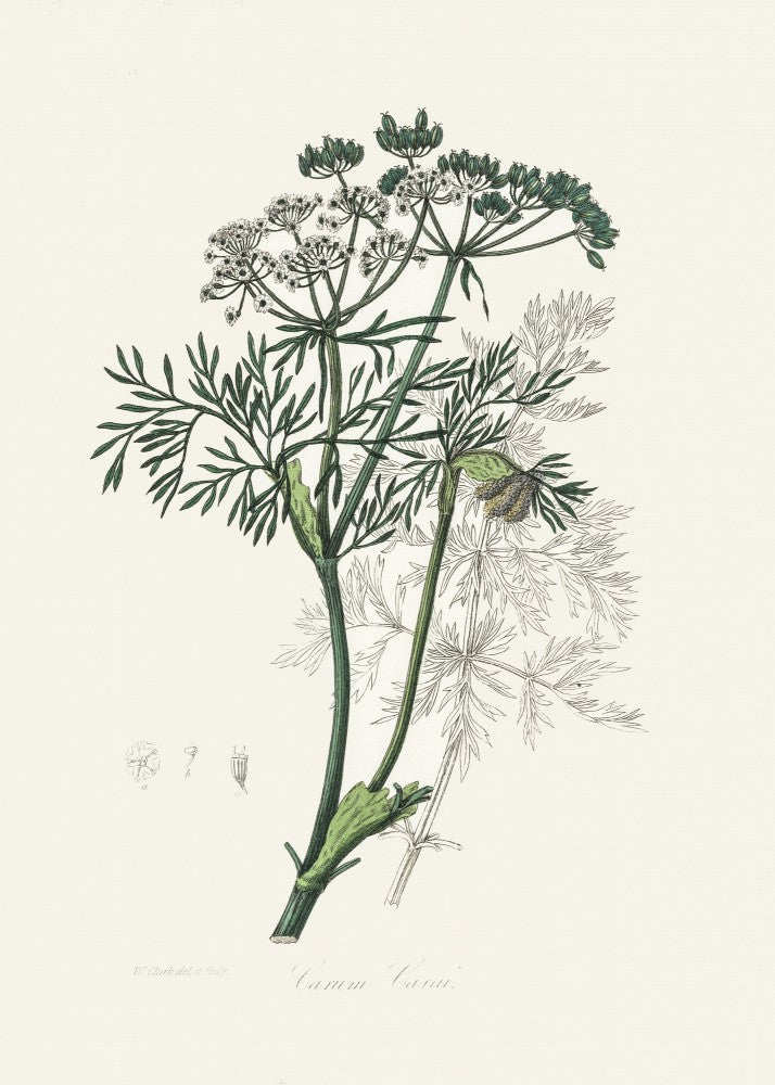 Caraway (carum Carui) Medical Botany