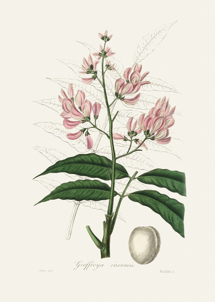 Geoffroya Inermis Medical Botany