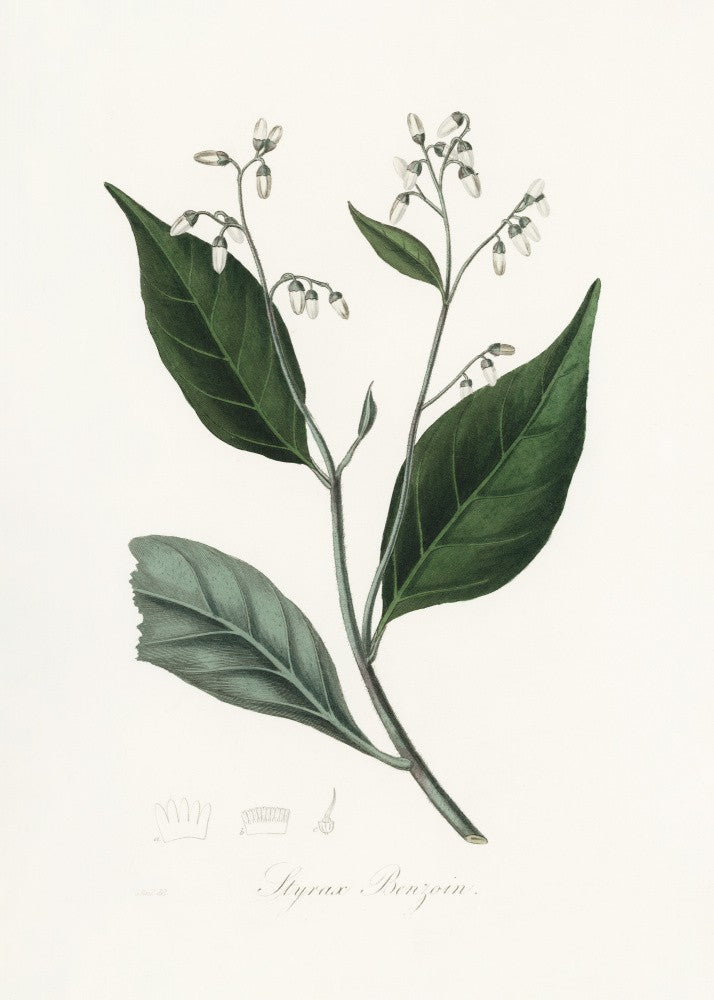 Gum Benjamin Tree (styrax Benzoin Medical Botany