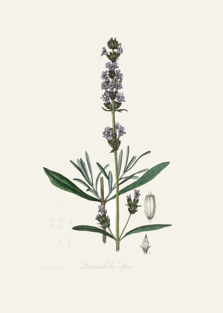 Lavendel (lavandula Ipica) Medizinische Botanik
