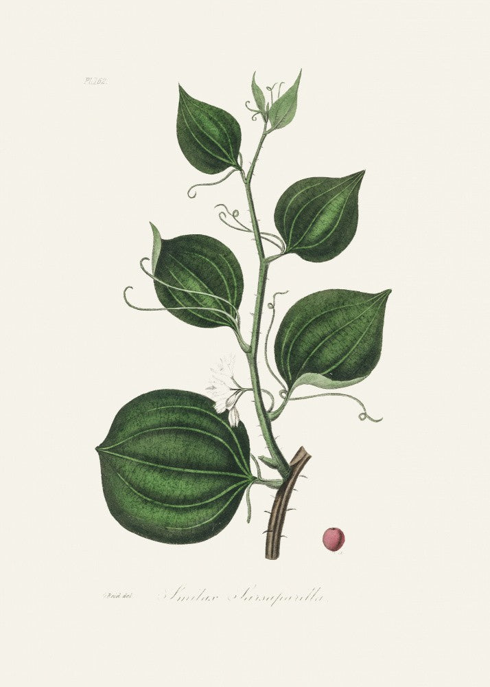 Lmilax Larsaparilla  Medical Botany