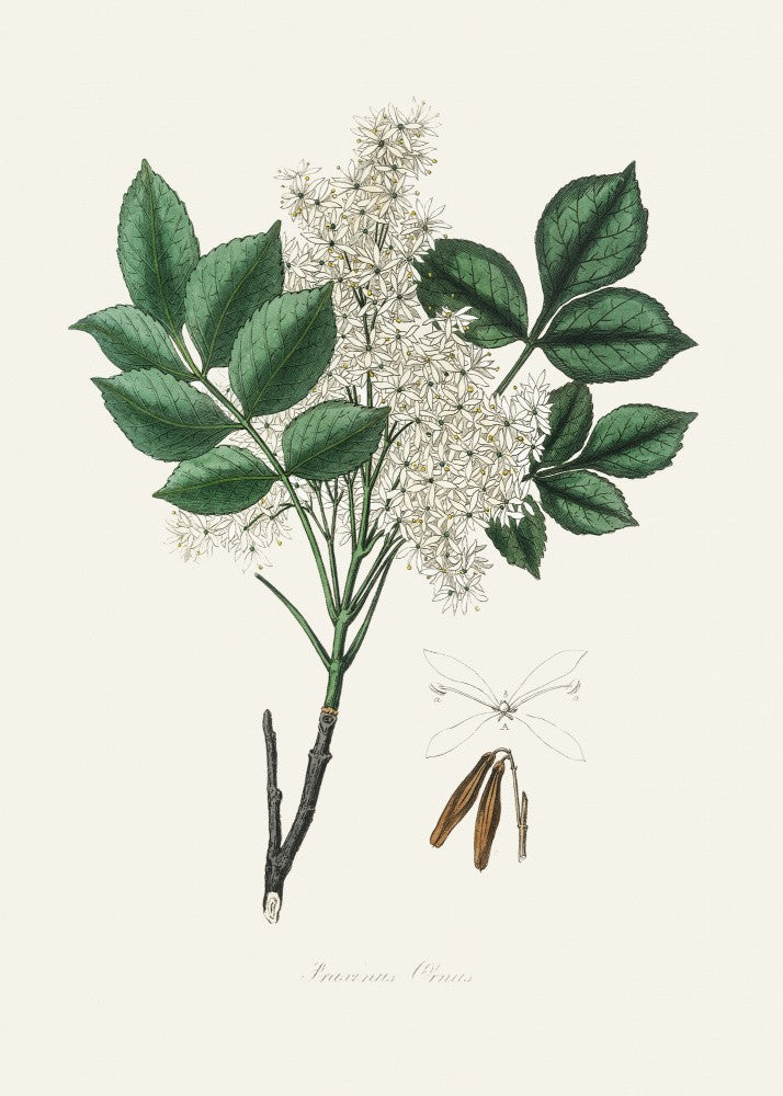 Frêne à manne (fraxinus Ornus) Botanique Médicale
