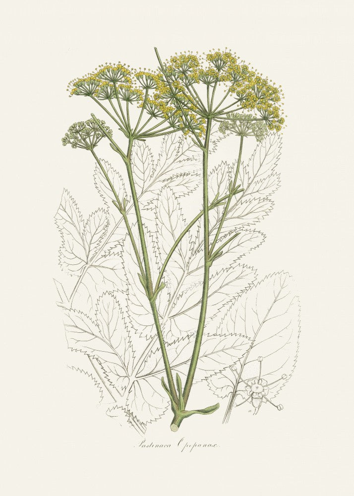 Opobalsam (pastinaca Opopanax)  Medical Botany
