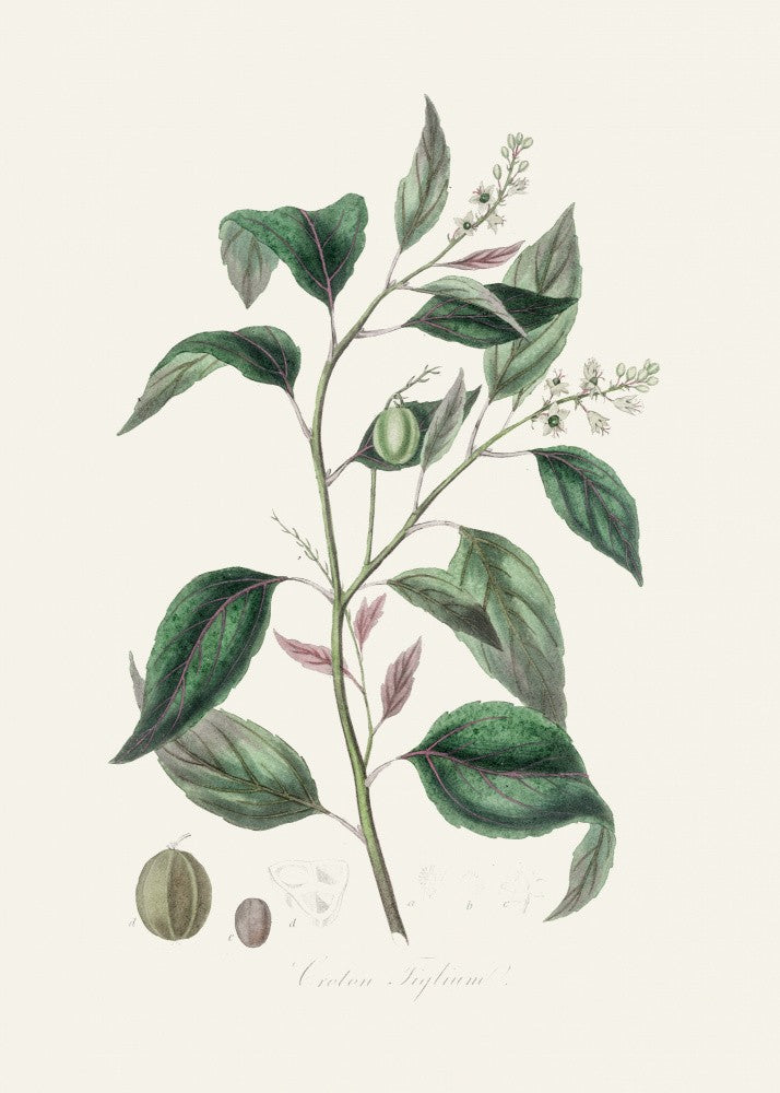 Purging Croton (croton Tiglium) Medical Botany