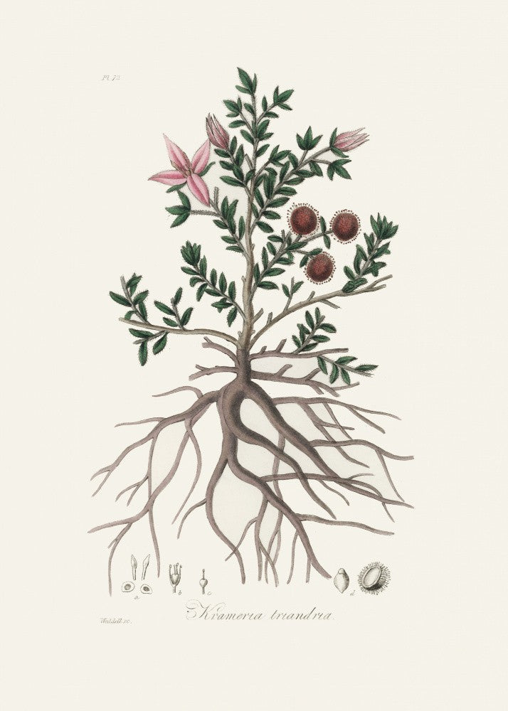 Rhatany (krameria Triandrea) Medical Botany