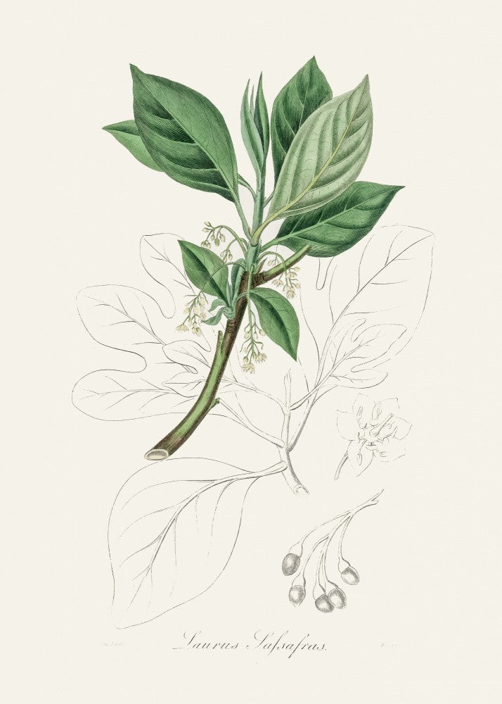 Sassafras (laurus Sassafras) Medical Botany
