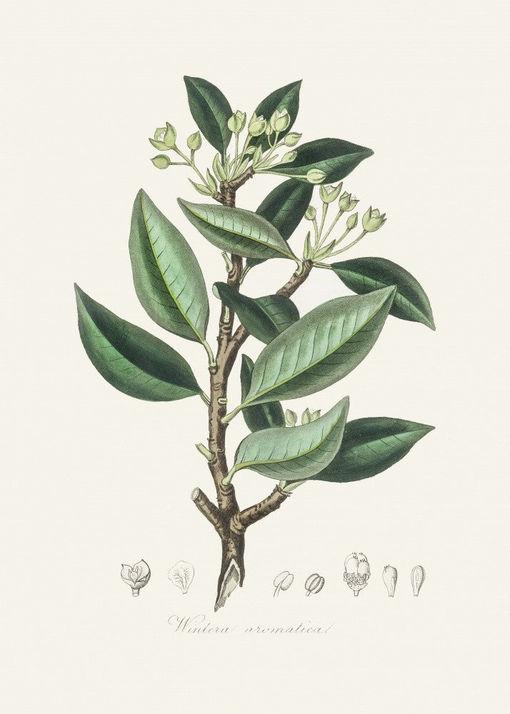 Wintera Aromatica Medical Botany