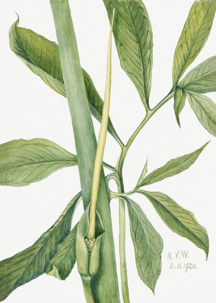 Greendragon (1920)