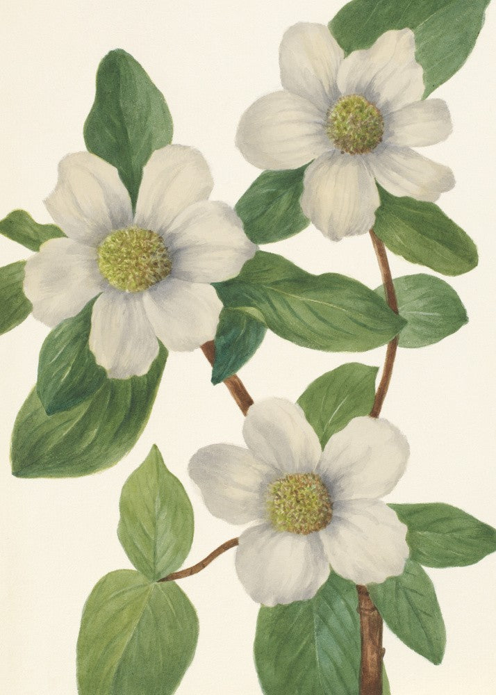 Pazifischer Hartriegel