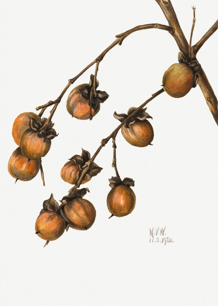 Persimmon (1920)