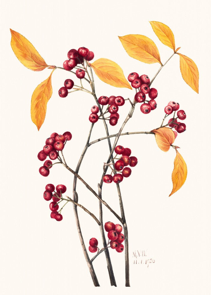 Red Chokeberry (1920)