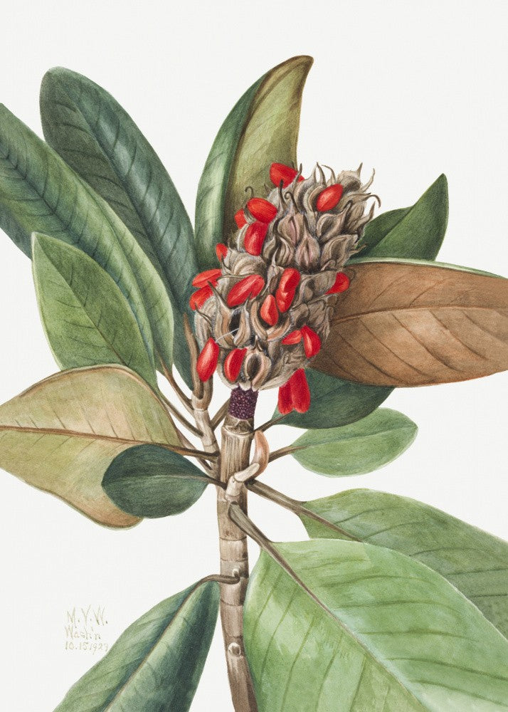 Southern Magnolia (1923)