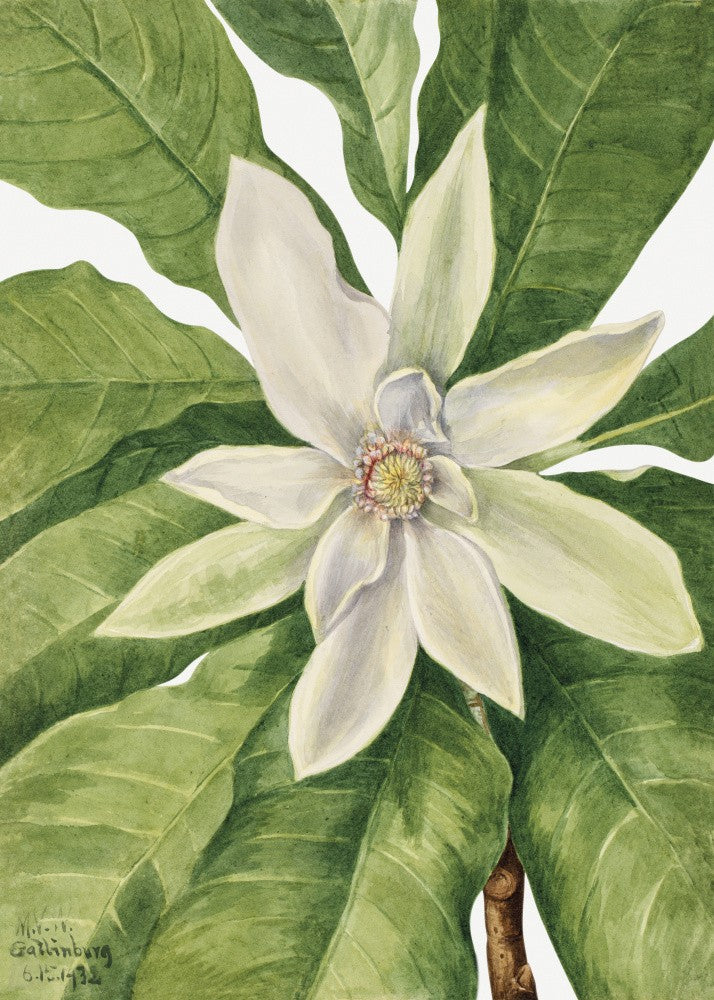 Umbrella Tree (1932)