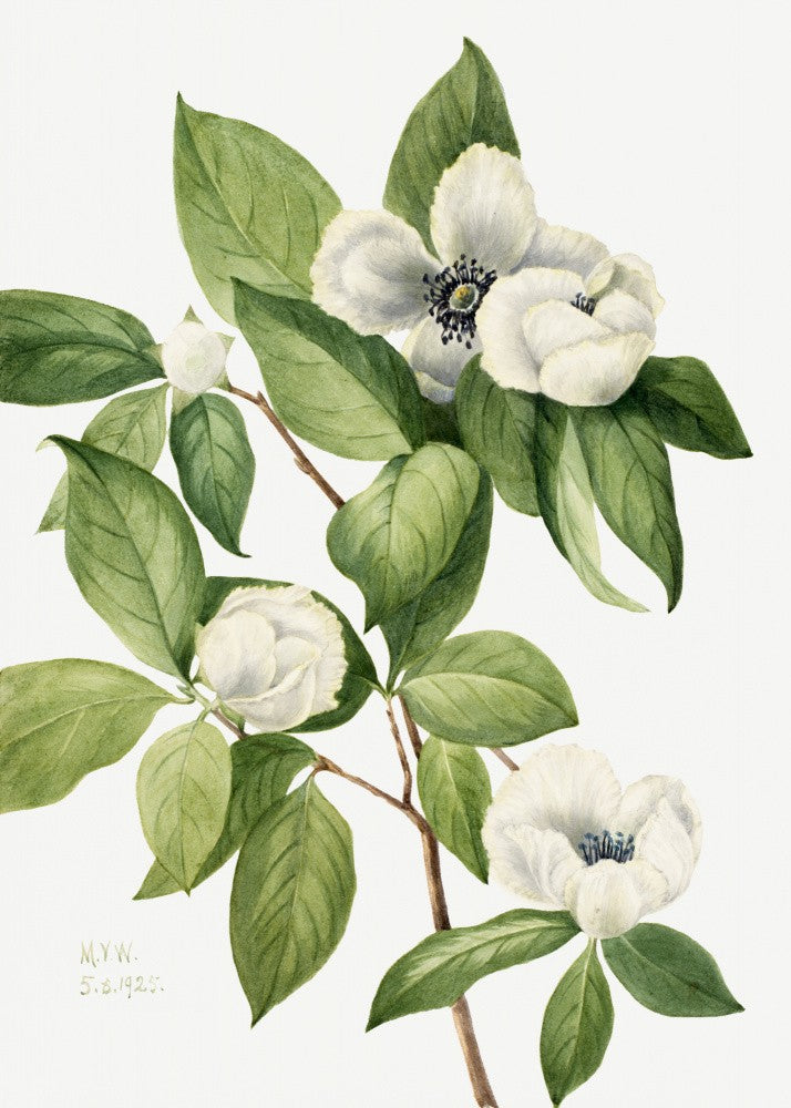 Virginia Stewartia (1925)