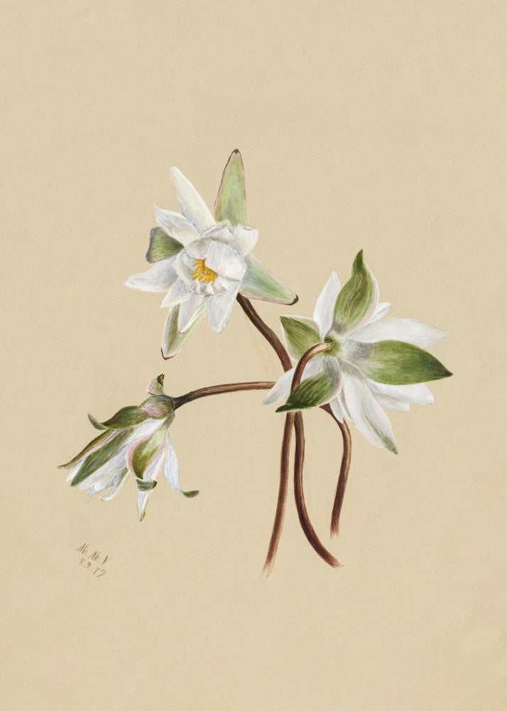 Water Lilies (1879)
