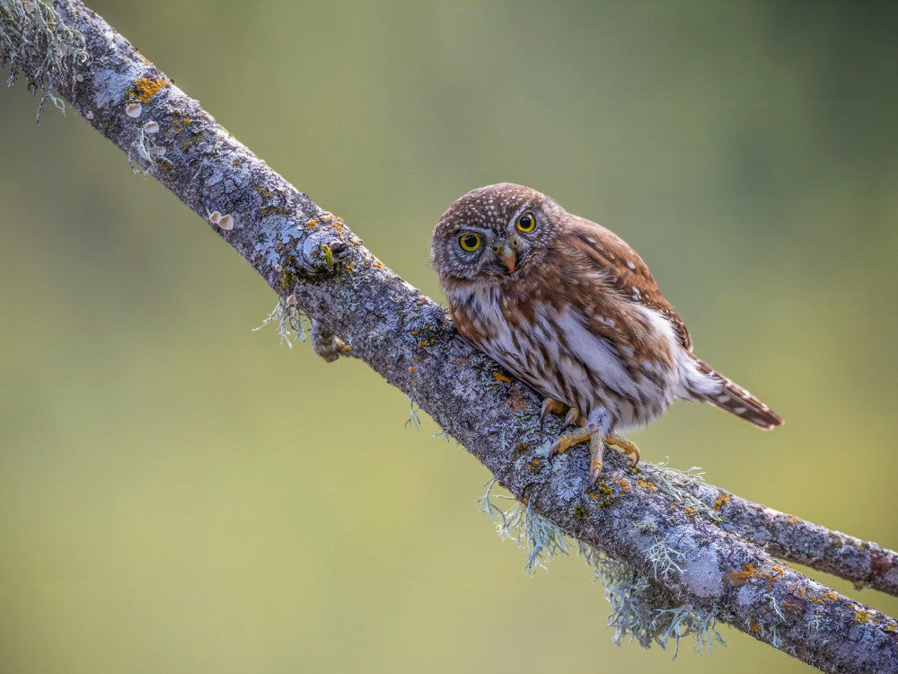 Northern Pygmy Owl