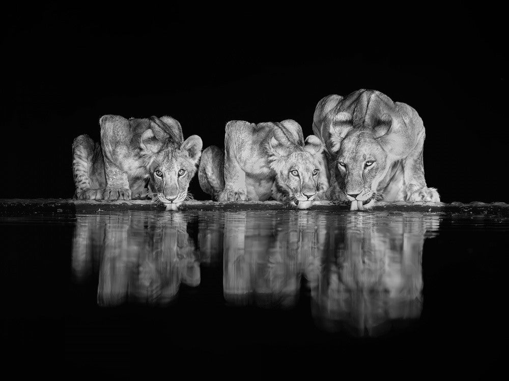 Lions Family