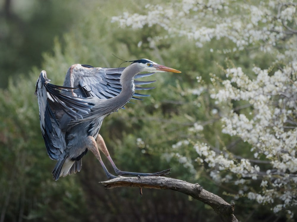 Flight to Spring