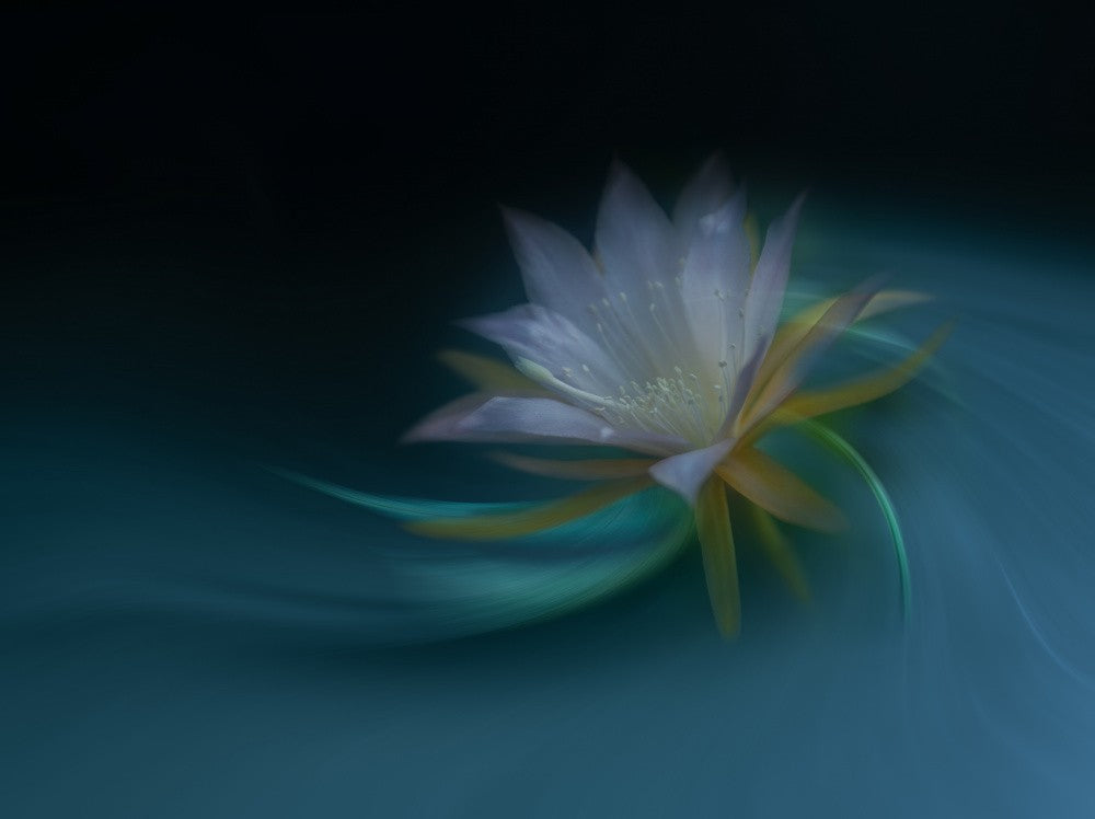 Orchid cactus