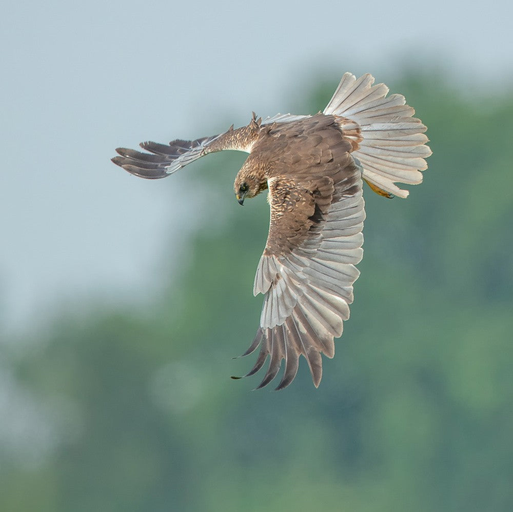 Marsh Harrier