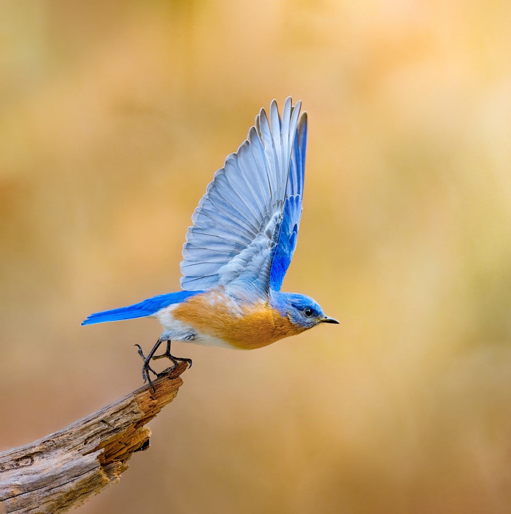 Take-Off