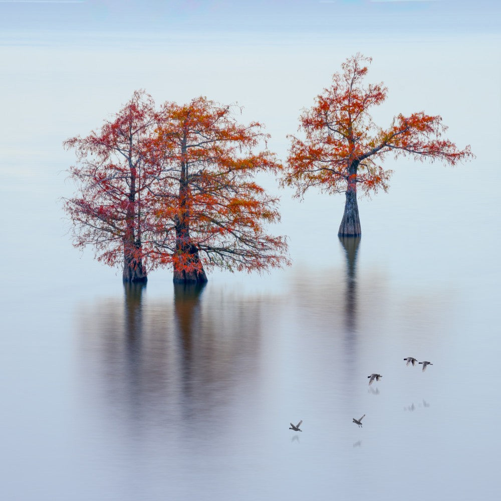 Cypress trees in water