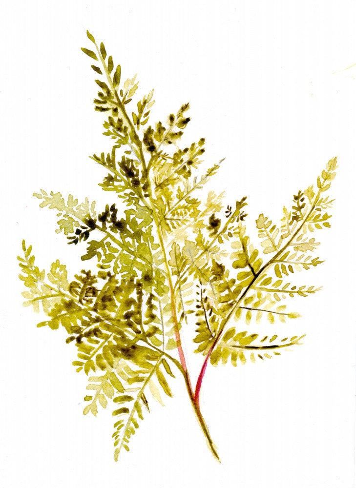 Fern